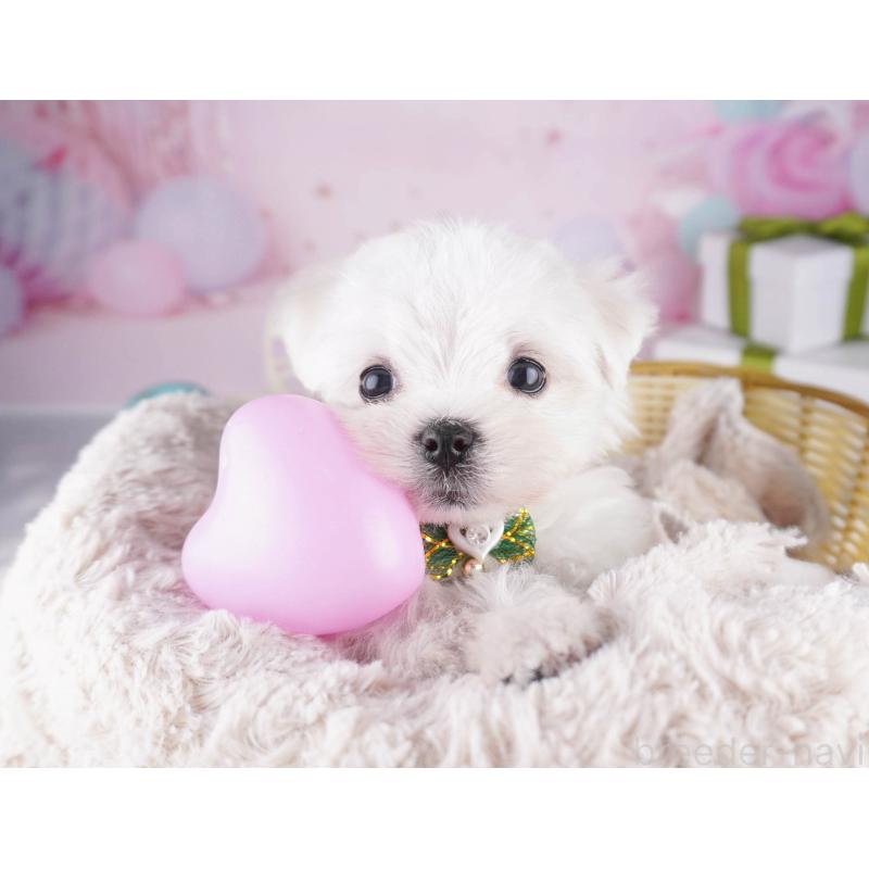 販売中の東京都のマルチーズ-447168の6枚目