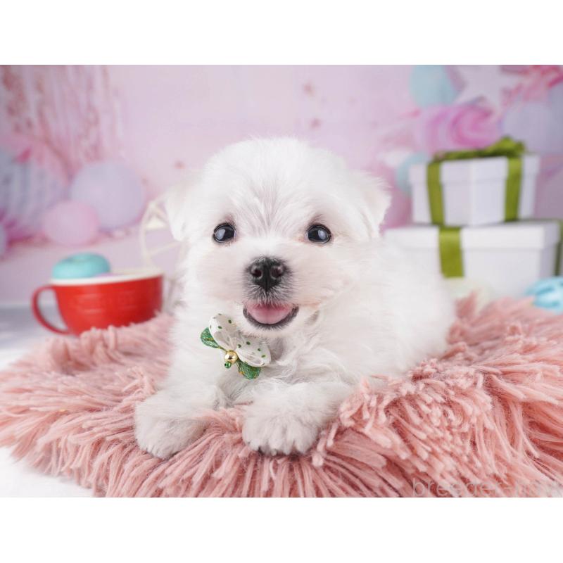 販売中の東京都のマルチーズ-447168の4枚目