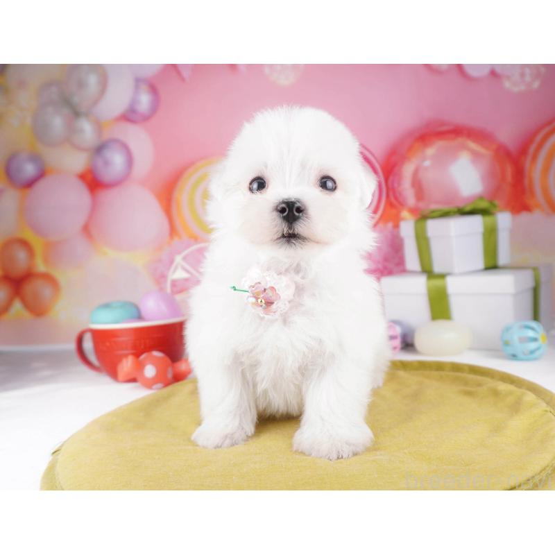 販売中の東京都のマルチーズ-447282