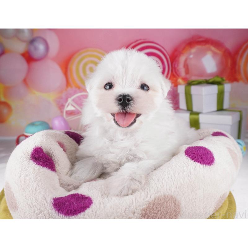 販売中の東京都のマルチーズ-447282の7枚目