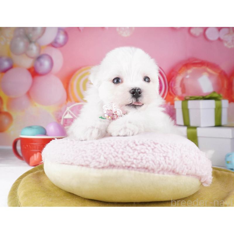 販売中の東京都のマルチーズ-447282の6枚目