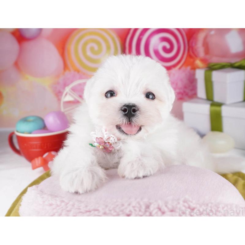 販売中の東京都のマルチーズ-447282の5枚目