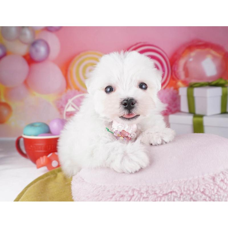 販売中の東京都のマルチーズ-447282の4枚目