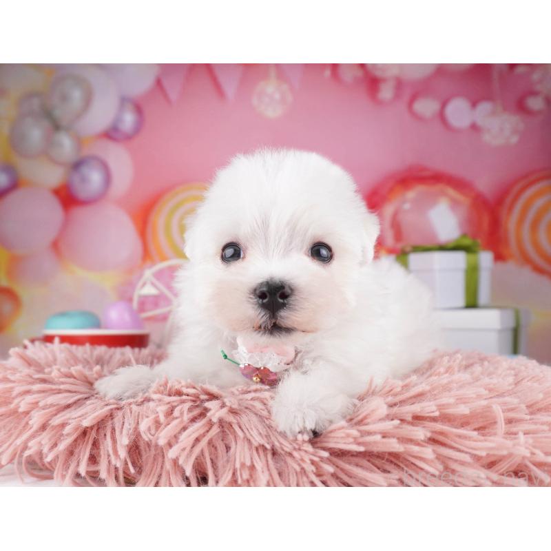 販売中の東京都のマルチーズ-447282の3枚目