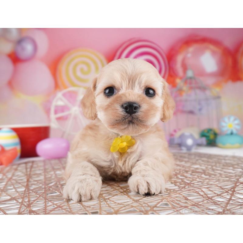 販売中の東京都のコッカプー:アメリカンコッカースパニエル×トイプードル-447284の1枚目