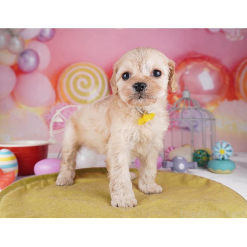 販売中の東京都のコッカプー:アメリカンコッカースパニエル×トイプードル-447284の7枚目