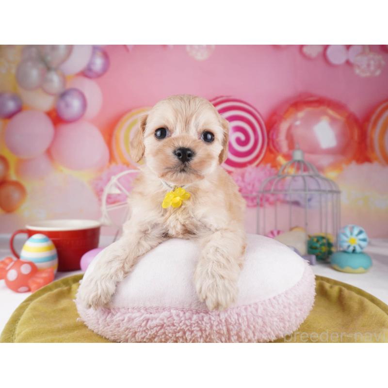 販売中の東京都のコッカプー:アメリカンコッカースパニエル×トイプードル-447284の6枚目