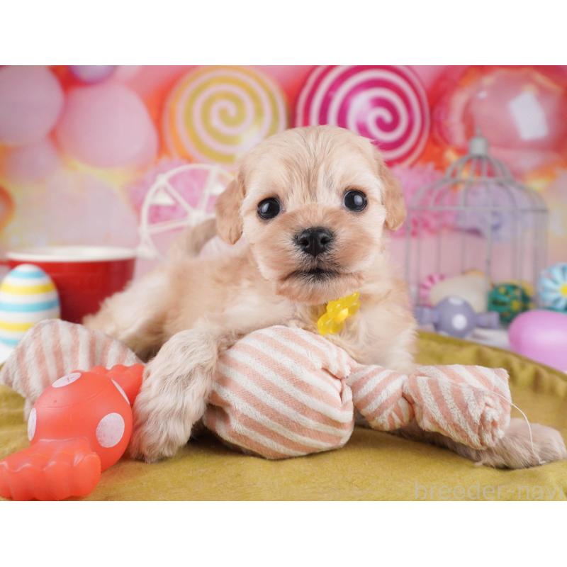 販売中の東京都のコッカプー:アメリカンコッカースパニエル×トイプードル-447284の5枚目