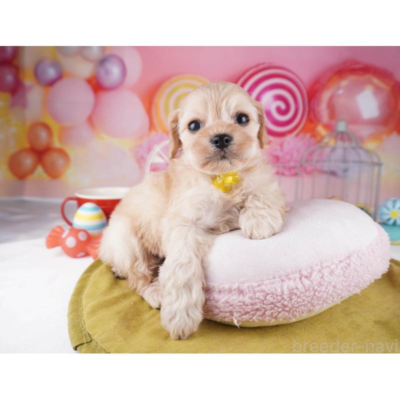 販売中の東京都のコッカプー:アメリカンコッカースパニエル×トイプードル-447284の4枚目