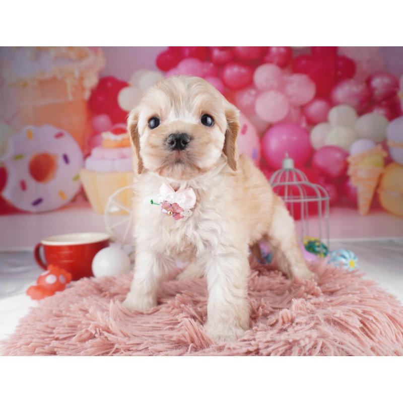 販売中の東京都のコッカプー:アメリカンコッカースパニエル×トイプードル-447281