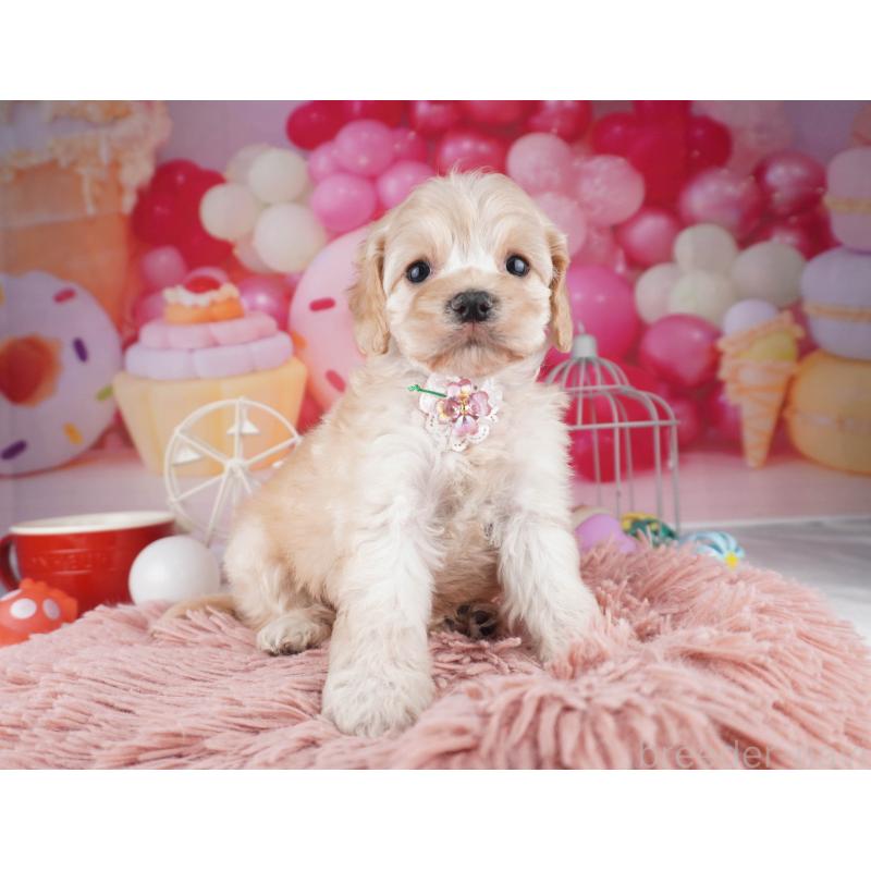 販売中の東京都のコッカプー:アメリカンコッカースパニエル×トイプードル-447281の8枚目