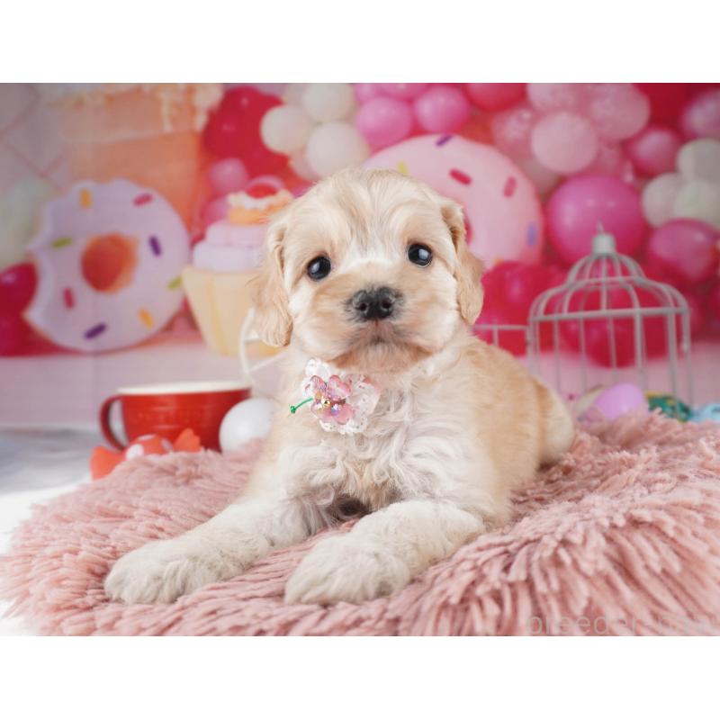 販売中の東京都のコッカプー:アメリカンコッカースパニエル×トイプードル-447281の7枚目