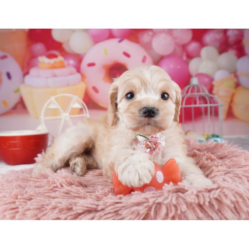 販売中の東京都のコッカプー:アメリカンコッカースパニエル×トイプードル-447281の6枚目