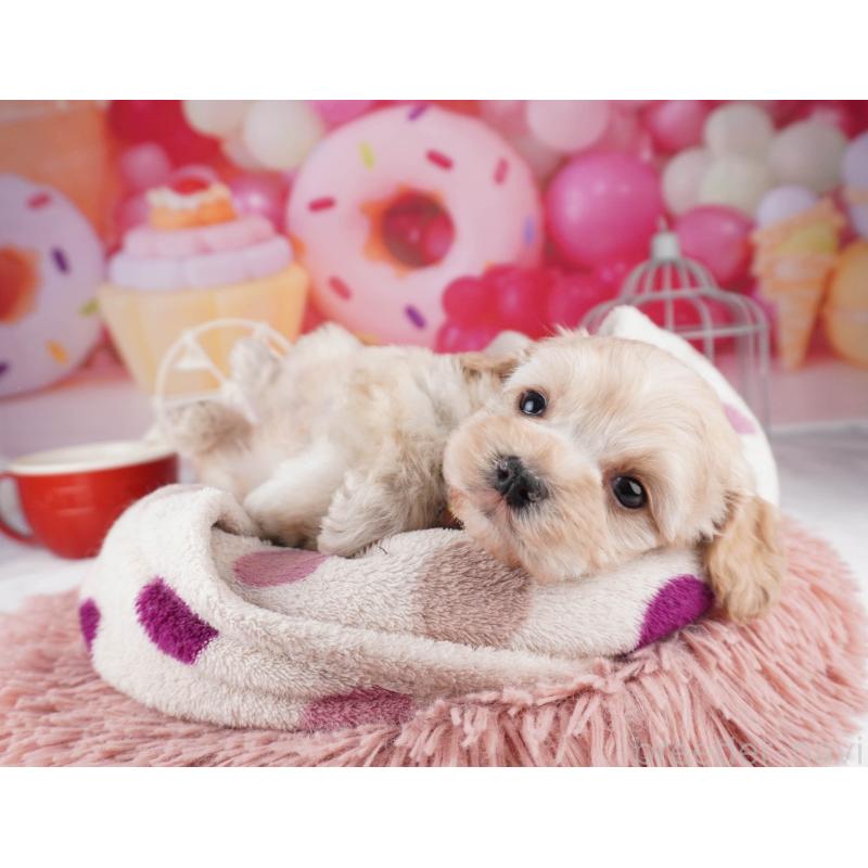 販売中の東京都のコッカプー:アメリカンコッカースパニエル×トイプードル-447281の5枚目