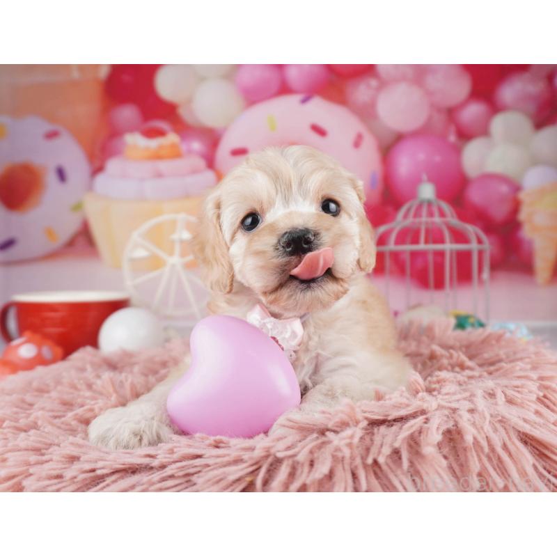 販売中の東京都のコッカプー:アメリカンコッカースパニエル×トイプードル-447281の4枚目