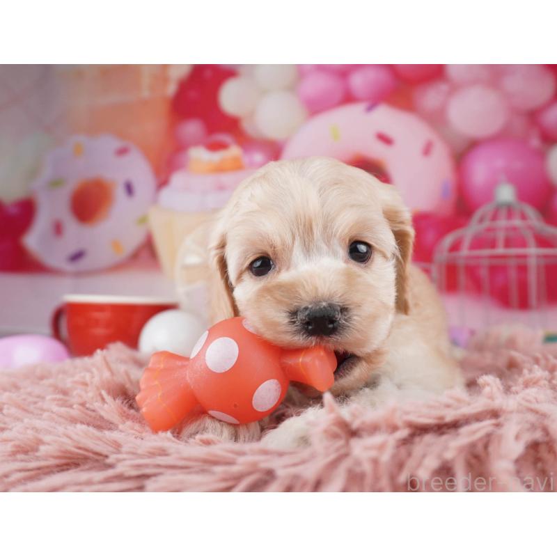 販売中の東京都のコッカプー:アメリカンコッカースパニエル×トイプードル-447281の3枚目