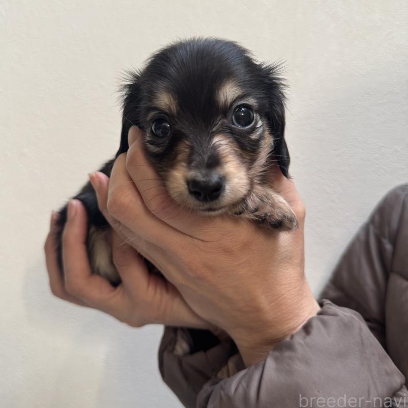 販売中の奈良県のミニチュアダックスフンド(ロングヘアード)-442568