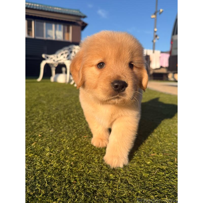 販売中の埼玉県のゴールデンレトリーバー-446119の1枚目