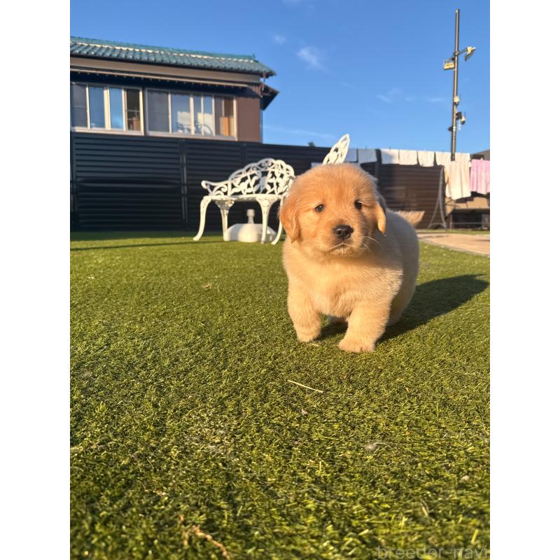 販売中の埼玉県のゴールデンレトリーバー-446119の16枚目