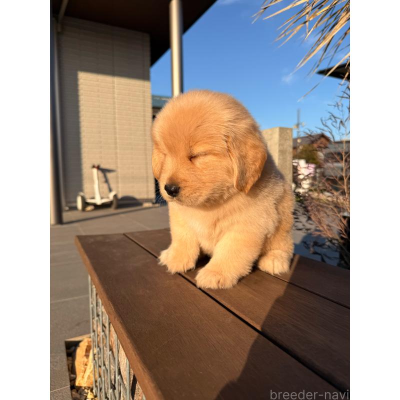 販売中の埼玉県のゴールデンレトリーバー-446119の15枚目