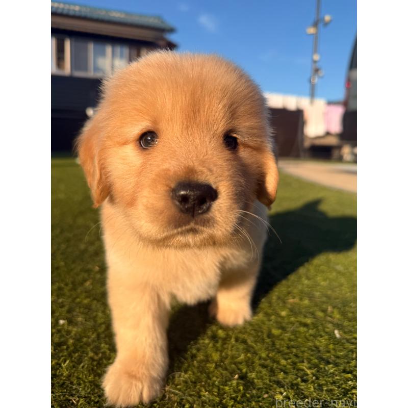 販売中の埼玉県のゴールデンレトリーバー-446119の14枚目