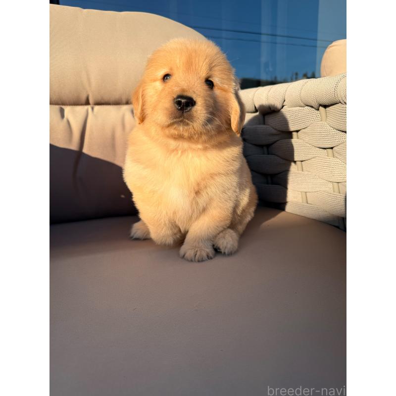 販売中の埼玉県のゴールデンレトリーバー-446119の13枚目