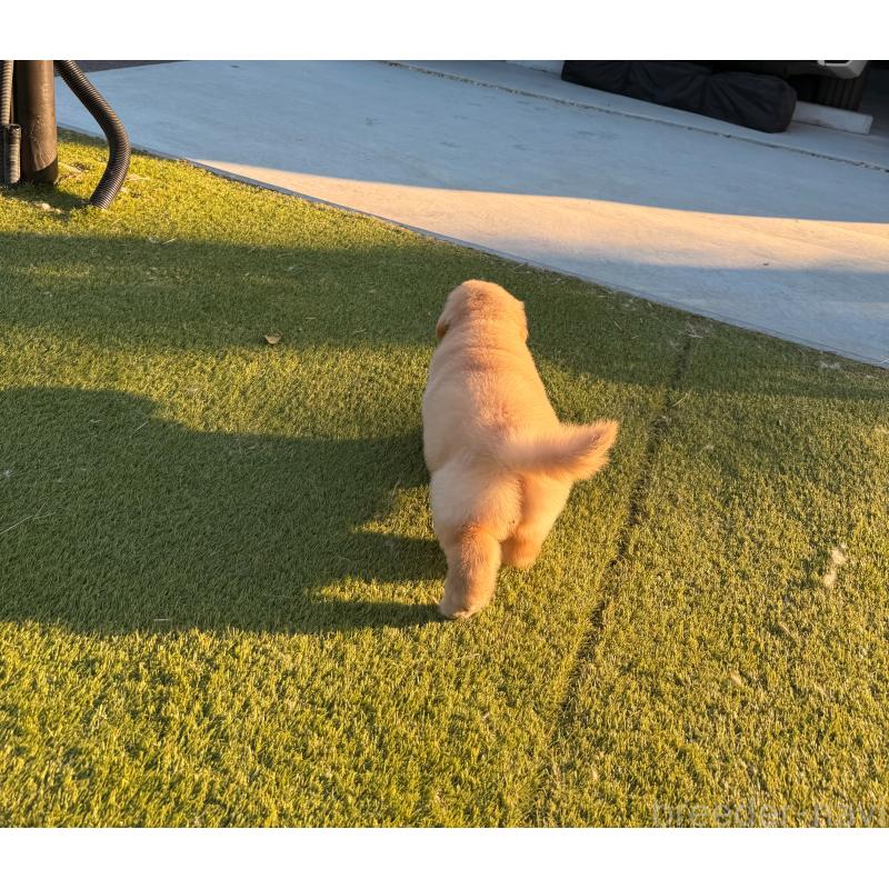 販売中の埼玉県のゴールデンレトリーバー-446119の12枚目