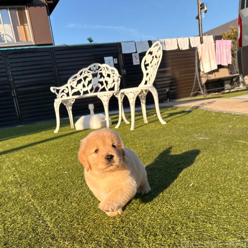 販売中の埼玉県のゴールデンレトリーバー-446119の11枚目