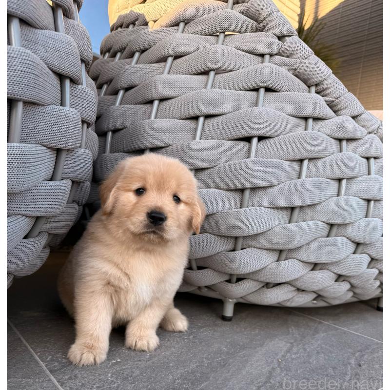 販売中の埼玉県のゴールデンレトリーバー-446119の9枚目