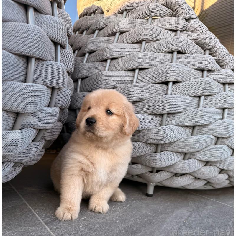 販売中の埼玉県のゴールデンレトリーバー-446119の8枚目