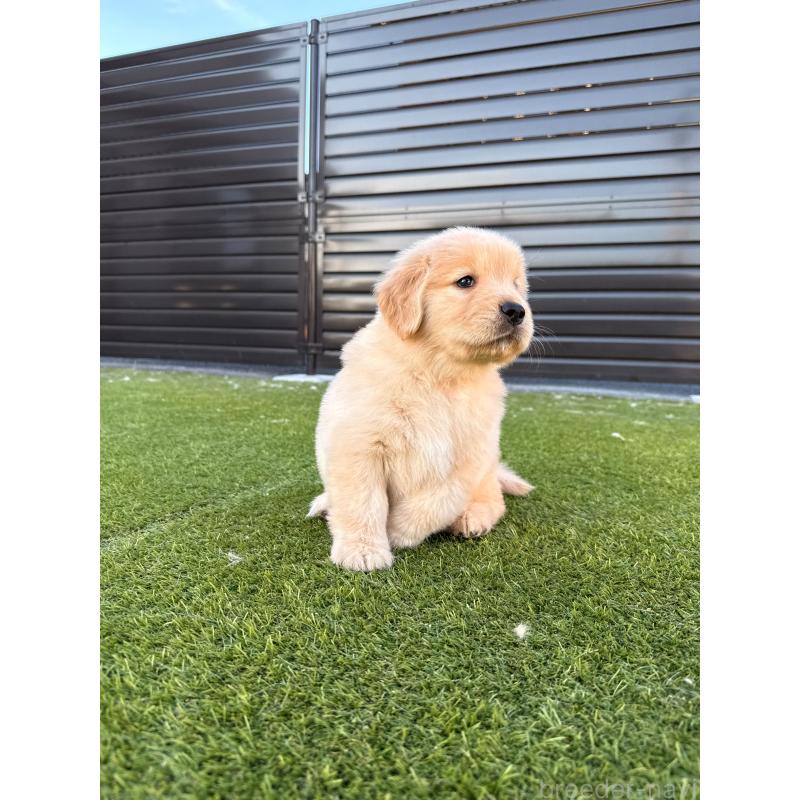 販売中の埼玉県のゴールデンレトリーバー-446119の7枚目