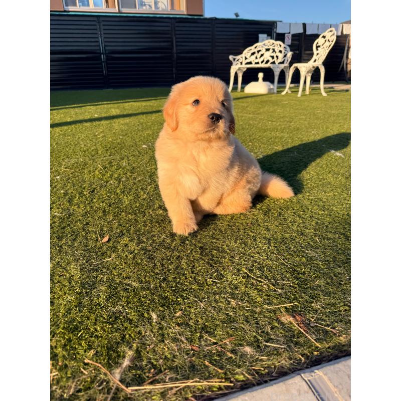 販売中の埼玉県のゴールデンレトリーバー-446119の6枚目