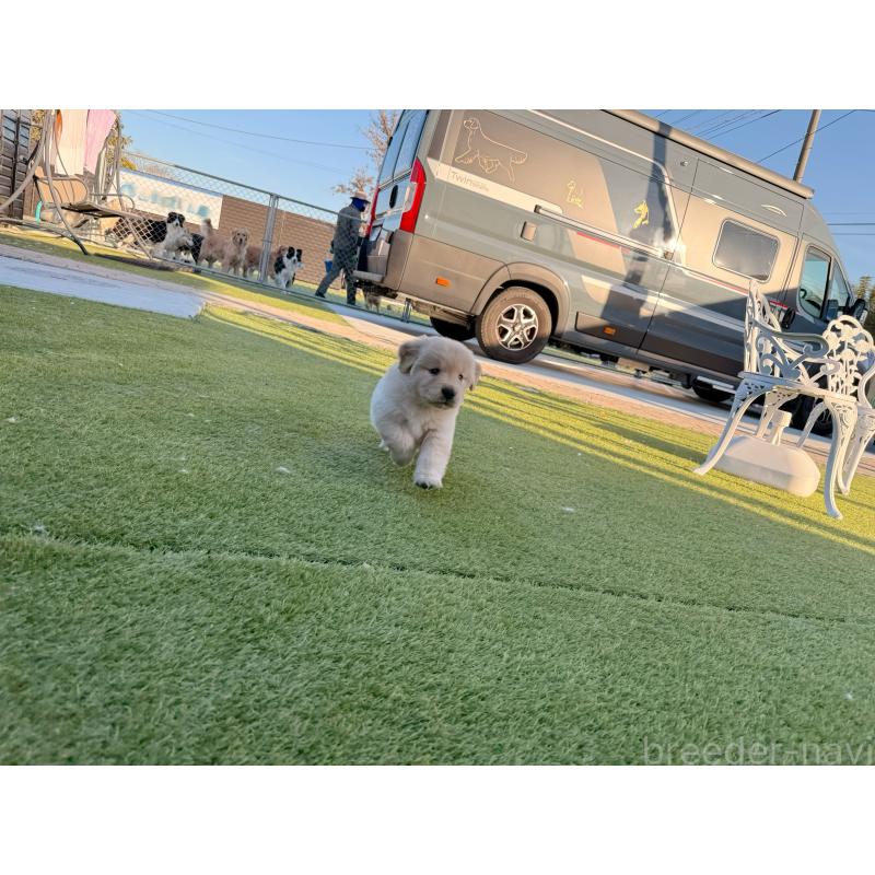 販売中の埼玉県のゴールデンレトリーバー-446119の5枚目