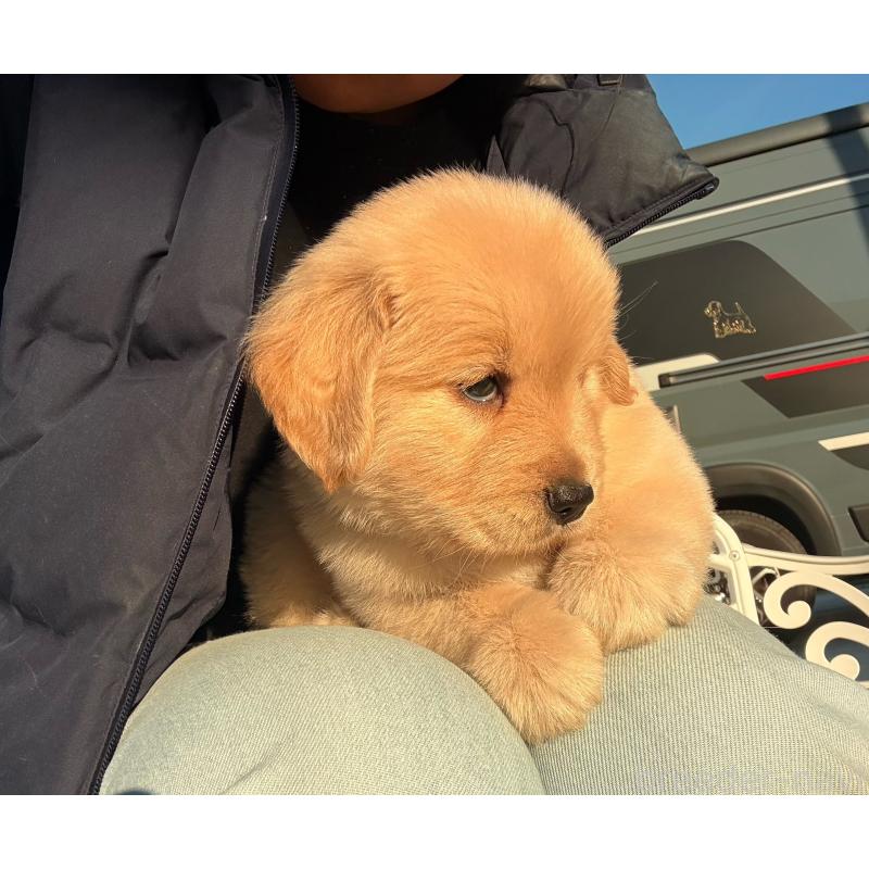 販売中の埼玉県のゴールデンレトリーバー-446119の4枚目