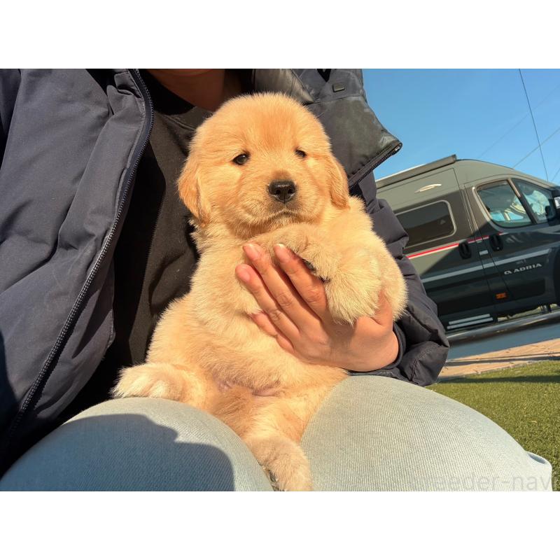 販売中の埼玉県のゴールデンレトリーバー-446119の3枚目