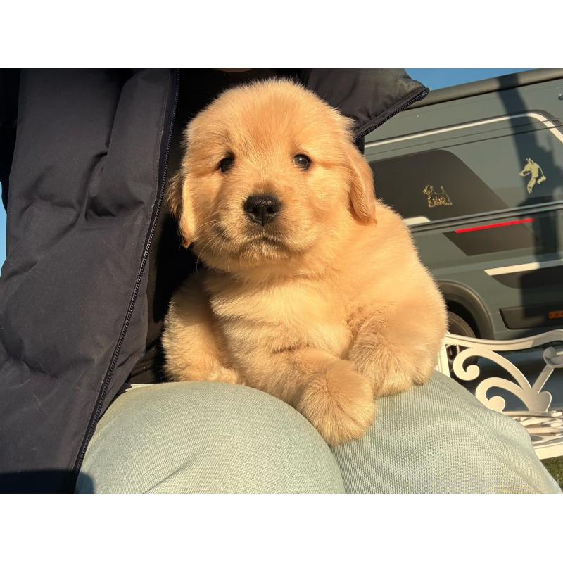 販売中の埼玉県のゴールデンレトリーバー-446119の2枚目