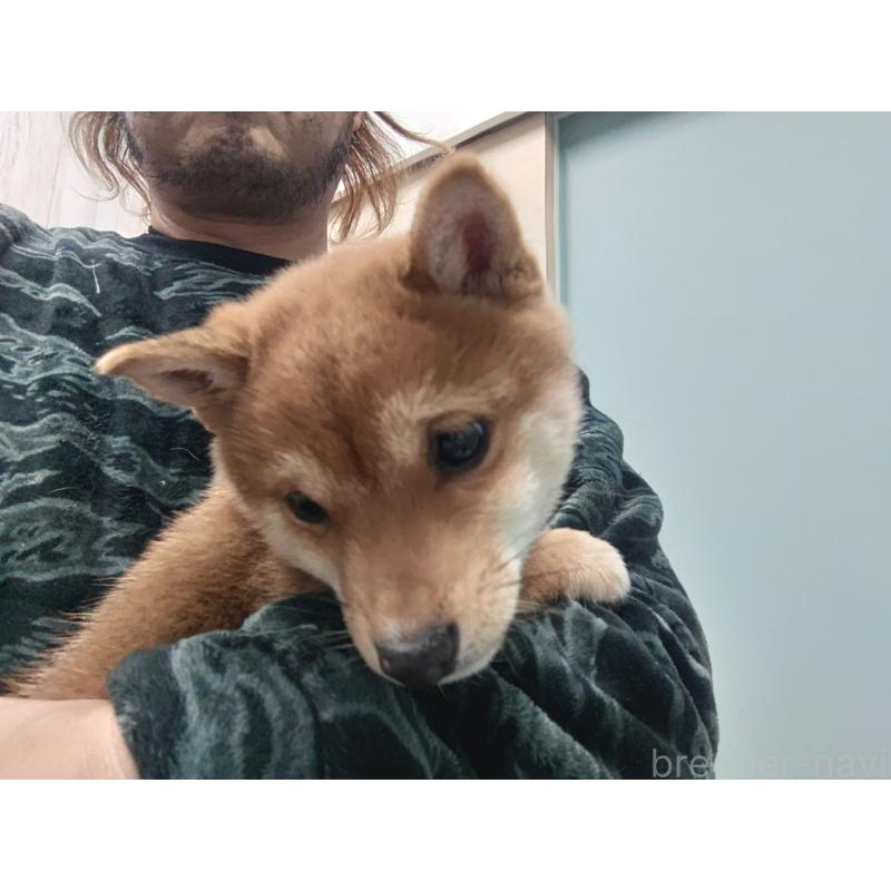 販売中の富山県の豆柴-436827の11枚目