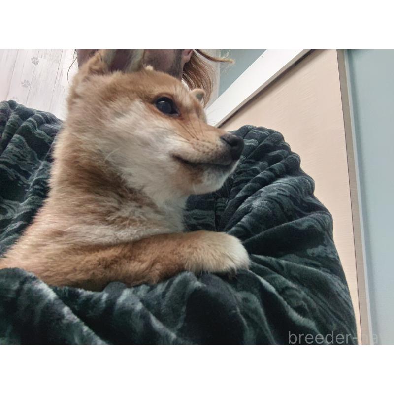 販売中の富山県の豆柴-436827の10枚目