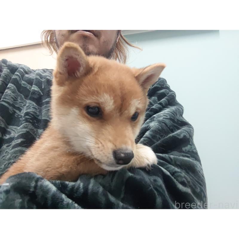 販売中の富山県の豆柴-436827の7枚目