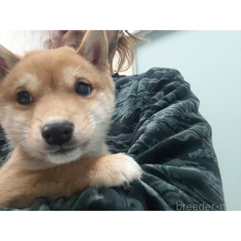 販売中の富山県の豆柴-436827の6枚目