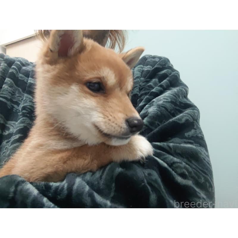 販売中の富山県の豆柴-436827の4枚目