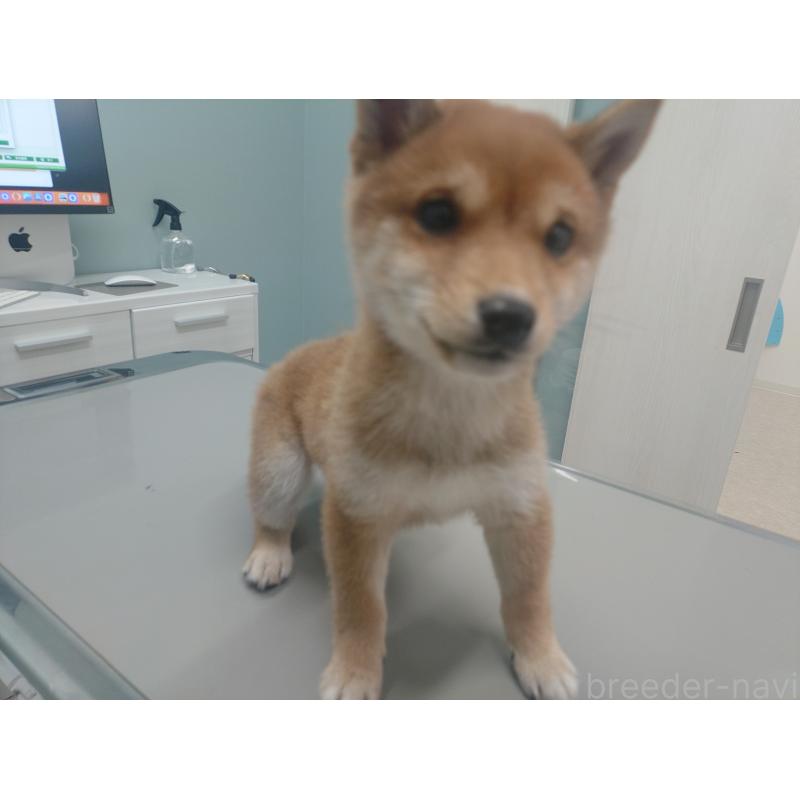 販売中の富山県の豆柴-436827の3枚目