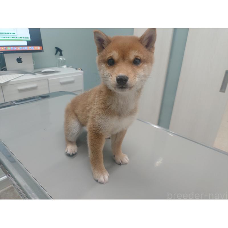 販売中の富山県の豆柴-436827の2枚目