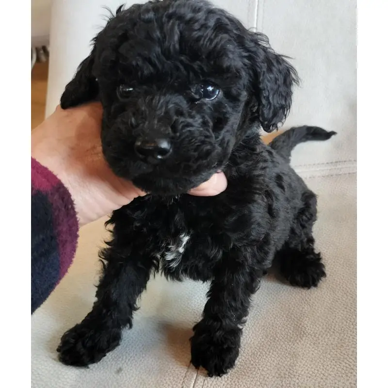 商談中の岐阜県のミニチュアプードル-446120の1枚目