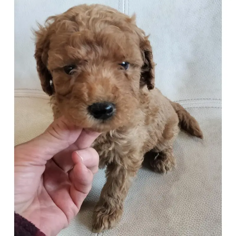 販売中の岐阜県のミニチュアプードル-446121