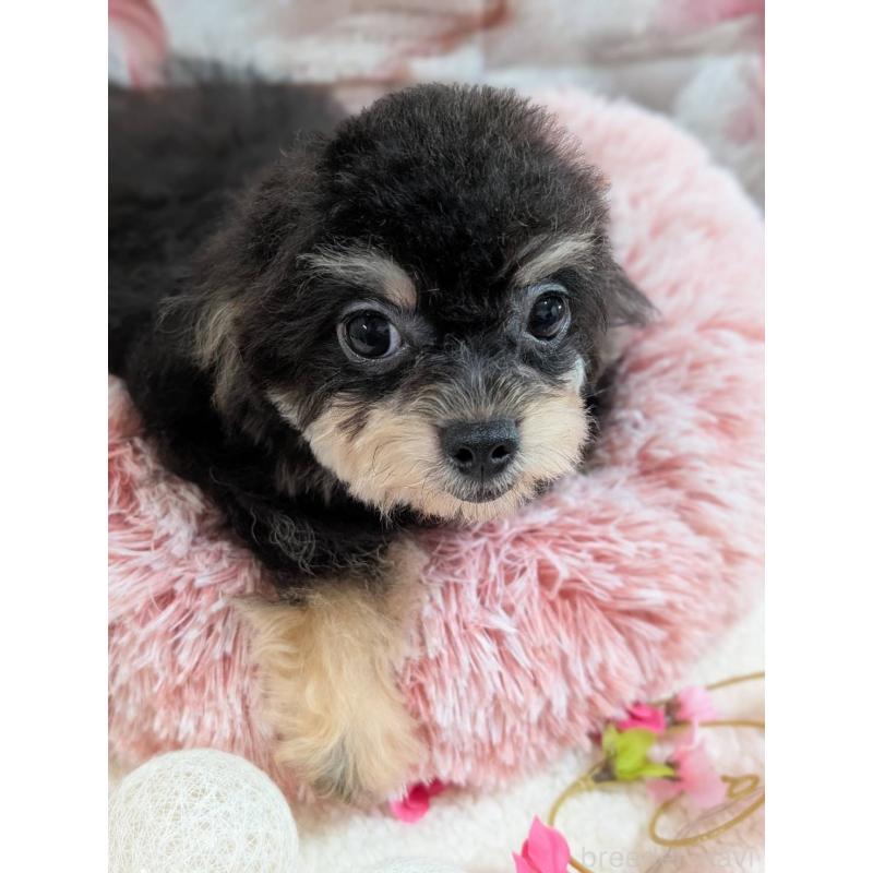 販売中の福井県のチワプー:チワワ×トイプードル-427517の2枚目