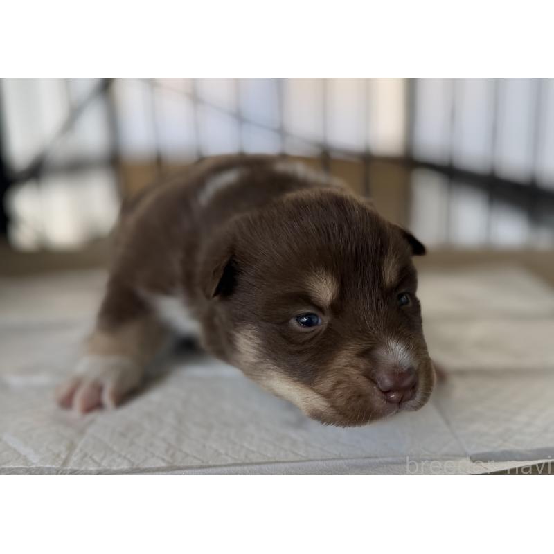 販売中の山梨県のオゥスキー:オーストラリアンシェパード×ハスキー-441734