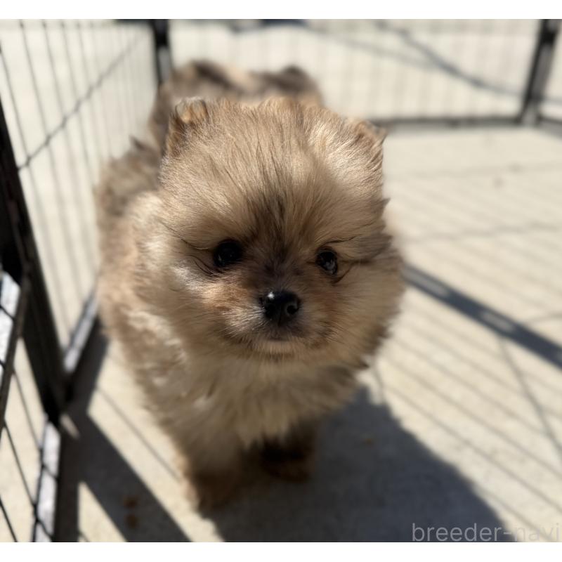 販売中の山梨県のポメラニアン-436995