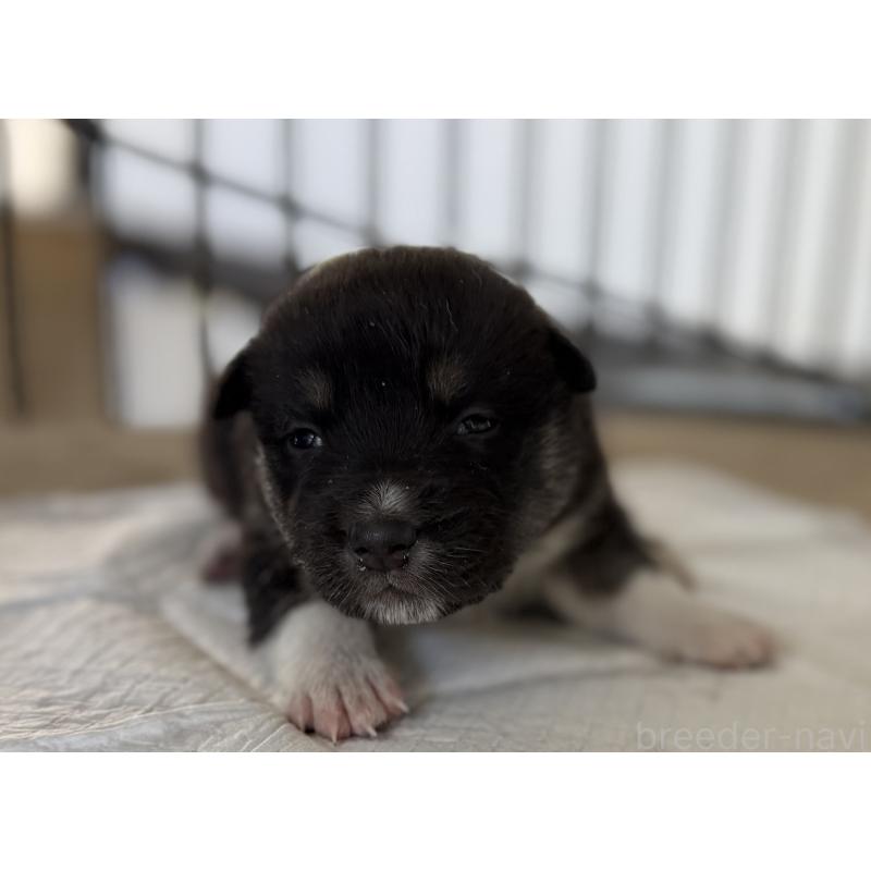 販売中の山梨県のオゥスキー:オーストラリアンシェパード×ハスキー-441732