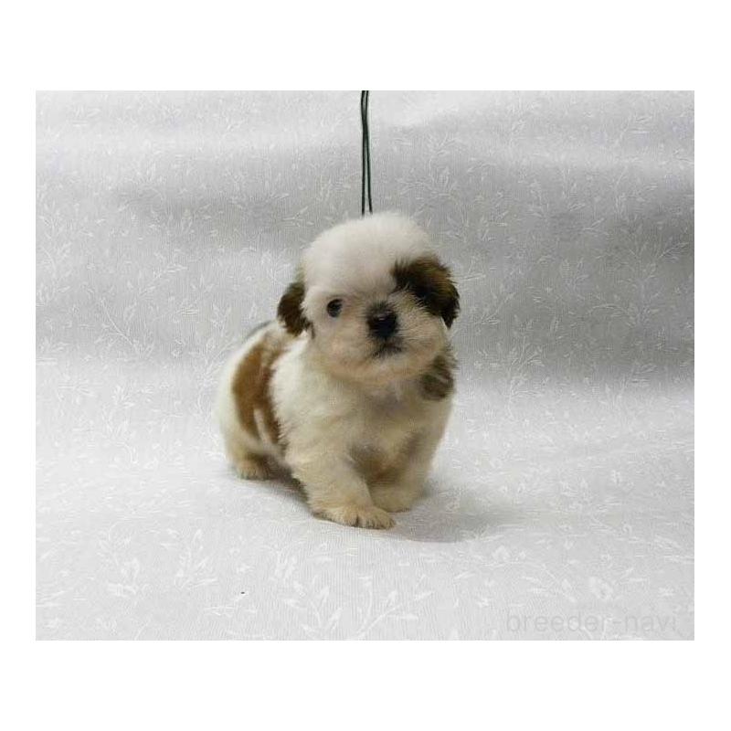 販売中の群馬県のシーズー-446123の3枚目